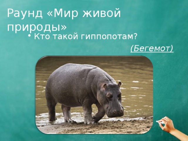 Раунд «Мир живой природы» Кто такой гиппопотам? (Бегемот) 