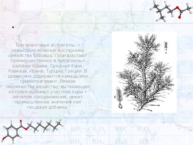 . Трагакантовые астрагалы — невысокие колючие кустарники семейства бобовых. Произрастают преимущественно в предгорных районах Крыма, Средней Азии, Кавказа, Ирана, Турции, Греции. В древесине содержится камедь или гуммитрагакант. Вязкое смолянистое вещество, вытекающее из поврежденных участков коры с началом сокодвижения, имеет промышленное значение как пищевая добавка.  
