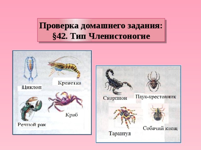 Проверка домашнего задания: §42. Тип Членистоногие 