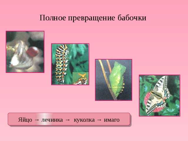 Полное превращение. Полное превращение бабочки. Полный метаморфоз бабочки. Куколка полное превращение. Полное превращение биология.