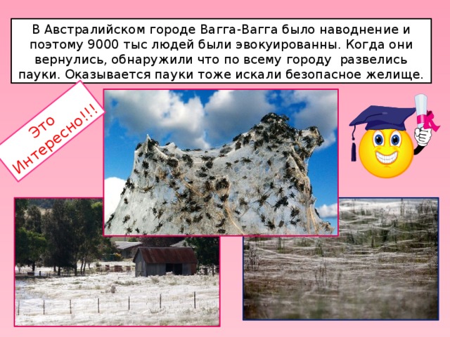 Это Интересно!!! В Австралийском городе Вагга-Вагга было наводнение и поэтому 9000 тыс людей были эвокуированны. Когда они вернулись, обнаружили что по всему городу развелись пауки. Оказывается пауки тоже искали безопасное желище. 