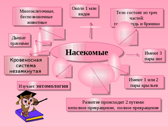 Около 1 млн видов Многоклеточные, беспозвоночные животные Тело состоит из трех частей: голова,грудь и брюшко Дышат трахеями Насекомые Имеют 3 пары ног Кровеносная система незамкнутая Имеют 1 или 2 пары крыльев Изучает энтомология Развитие происходит 2 путями: неполное превращение, полное превращение 