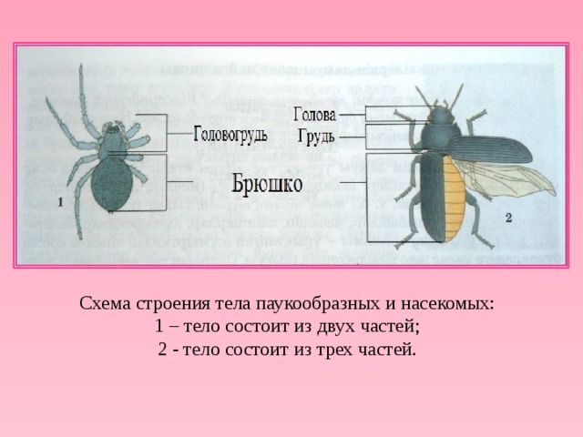 Тело состоит из головы груди и брюшка