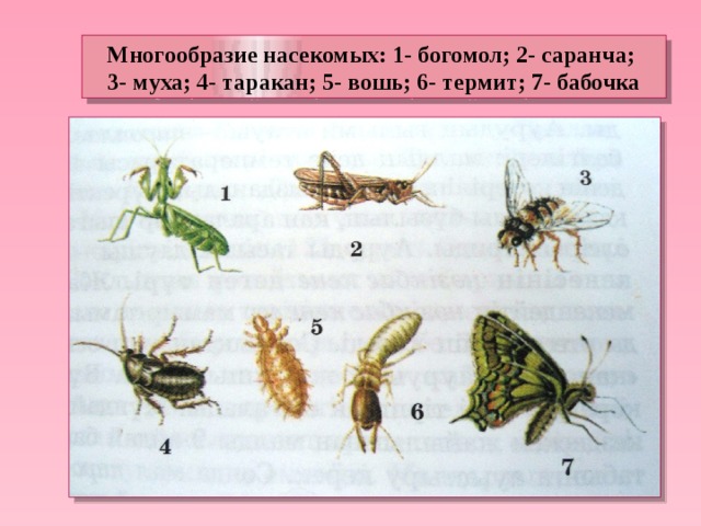 Какой тип развития у саранчи. Многообразие насекомых. Мухи и тараканы. Какие насекомые являются общественными. Многообразие насекомых 7 класс.
