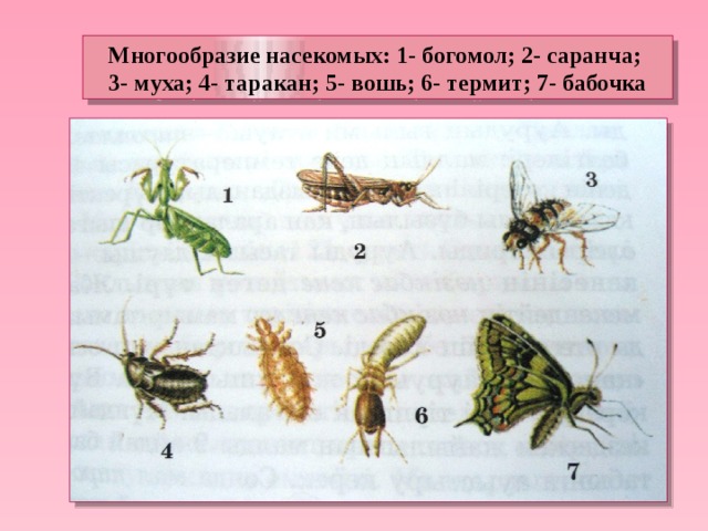 Определите тип развития насекомых зеленая мясная муха