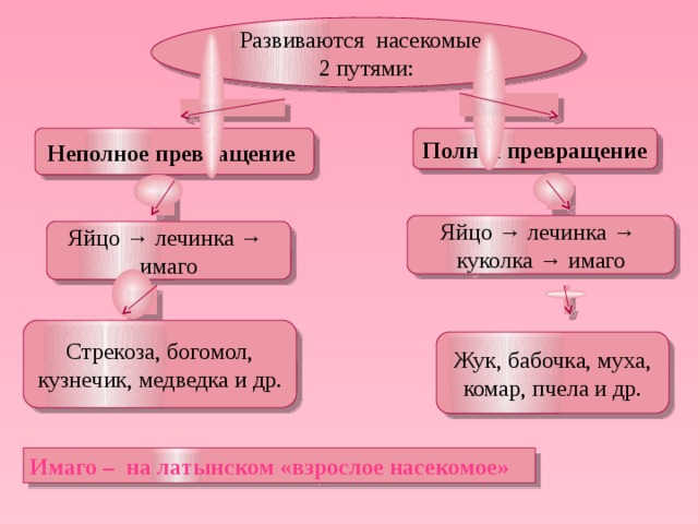Неполное превращение насекомых таблица. Полное и неполное превращение насекомых. медведка неполное превращение. полное и неполное превращение насекомых огэ. медведка развитие с полным превращением или неполным.