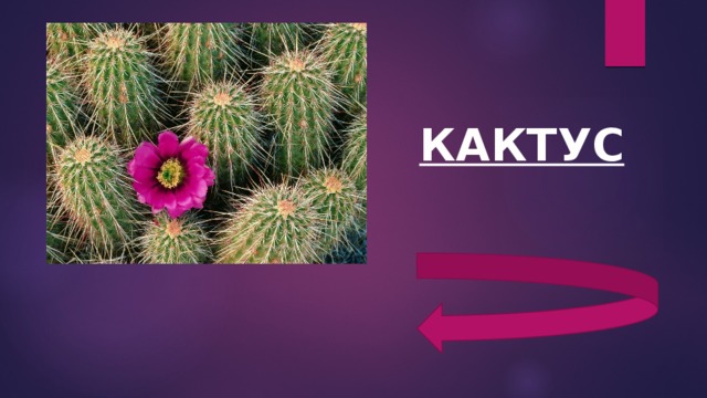 КАКТУС 
