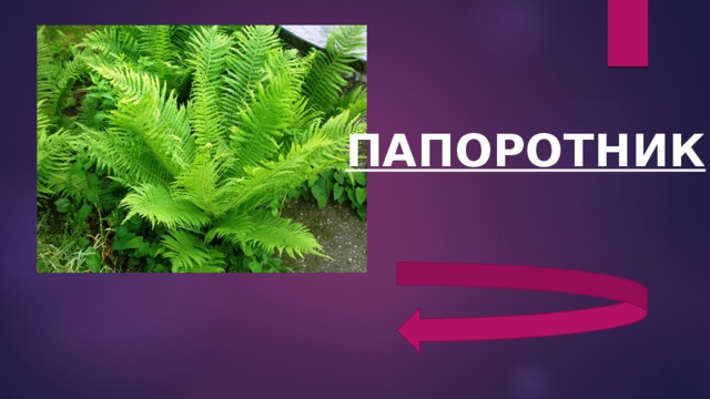 ПАПОРОТНИК 