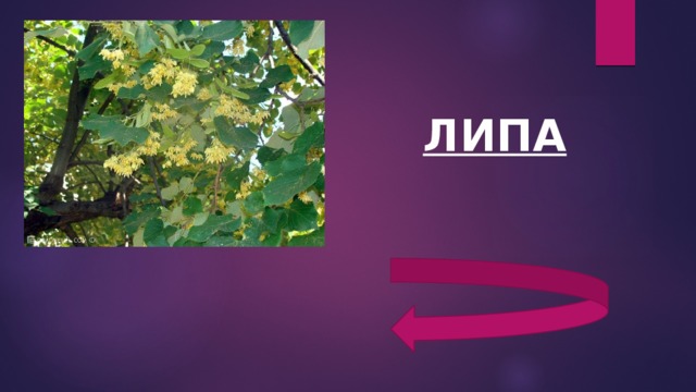 ЛИПА 