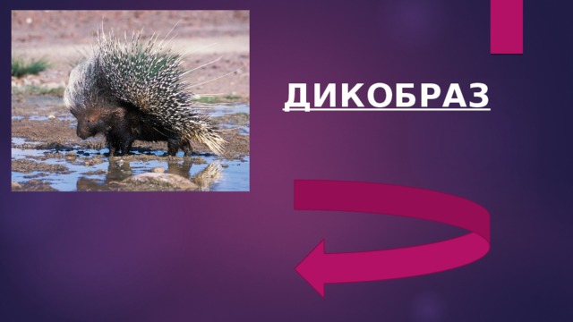 ДИКОБРАЗ 