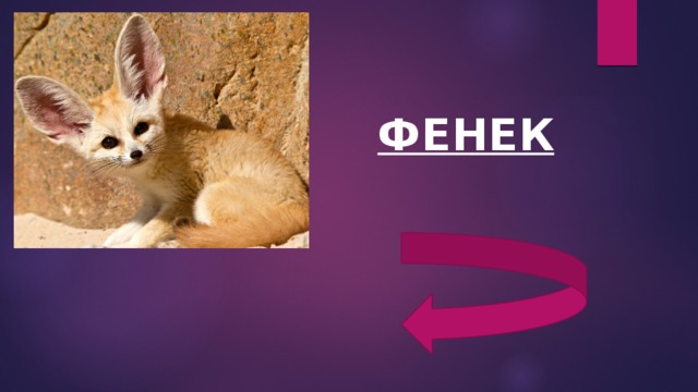 ФЕНЕК 