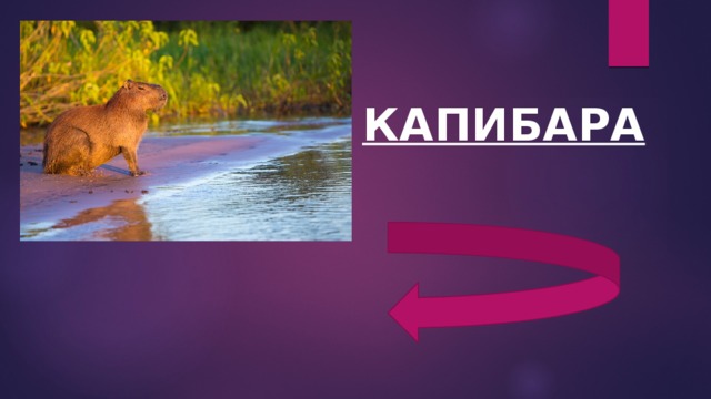 КАПИБАРА 