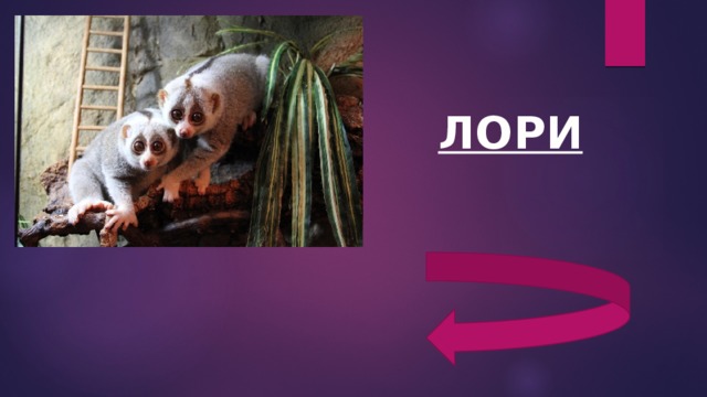 ЛОРИ 