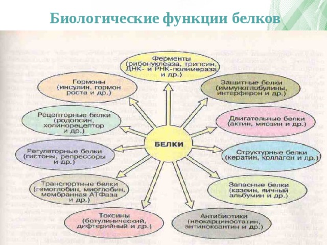 Функции белков картинки