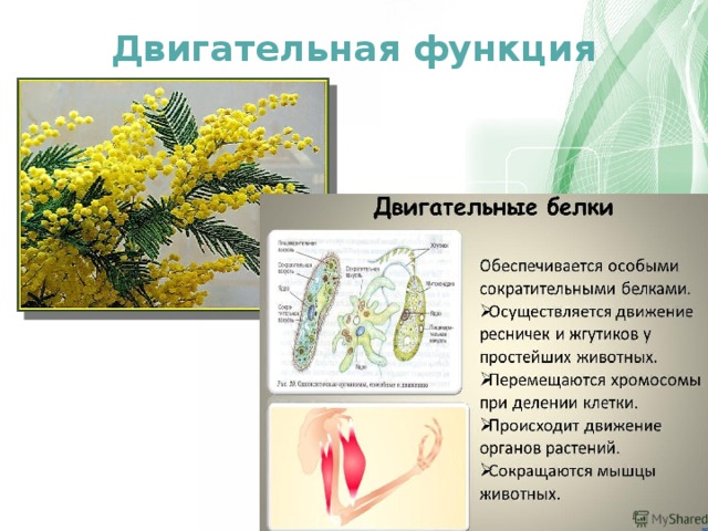 Двигательную функцию выполняют. Двигательная функция белков. Белки двигательная функция. Свойство двигательной функции белка. Двигательные белки характеристика.