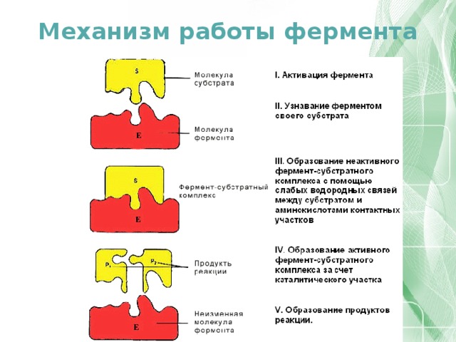 Схема работы фермента