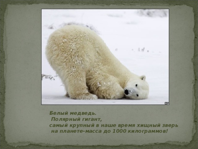 Белый медведь.  Полярный гигант, самый крупный в наше время хищный зверь  на планете-масса до 1000 килограммов!  