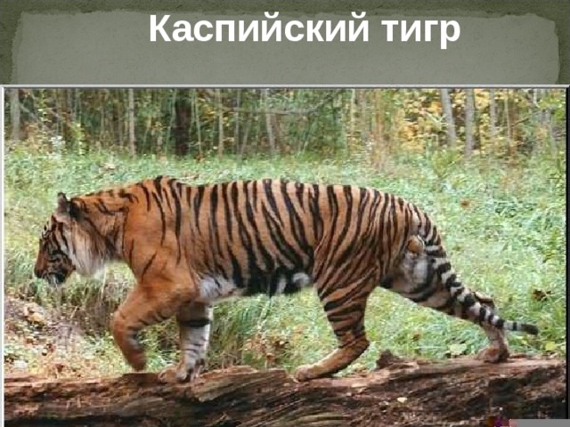 Каспийский тигр 