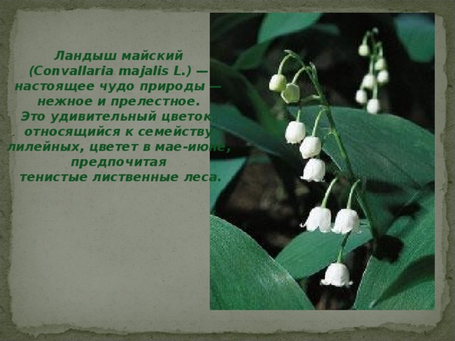 Ландыш майский (Convallaria majalis L.) — настоящее чудо природы — нежное и прелестное. Это удивительный цветок, относящийся к семейству лилейных, цветет в мае-июне, предпочитая тенистые лиственные леса. 