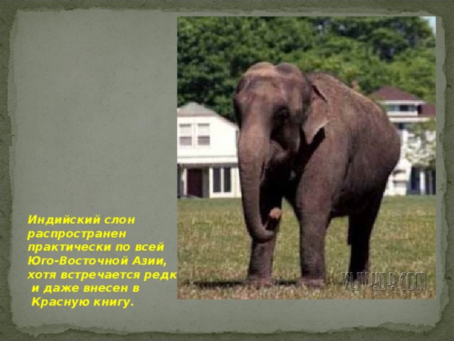 Индийский слон распространен практически по всей Юго-Восточной Азии, хотя встречается редко  и даже внесен в  Красную книгу.  