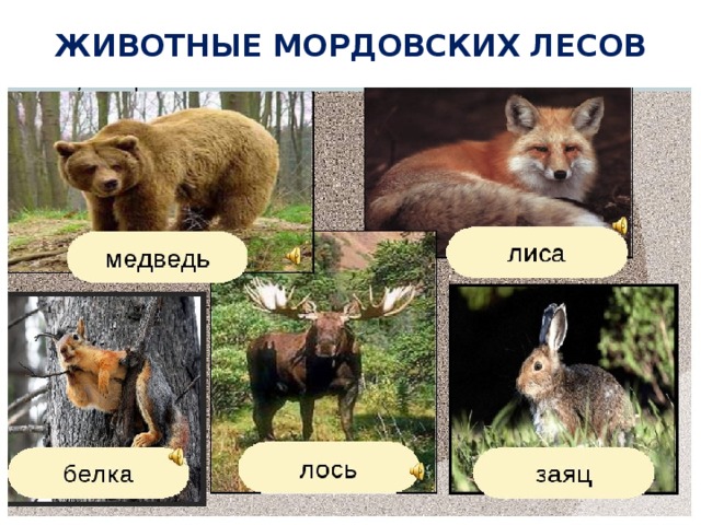 ЖИВОТНЫЕ МОРДОВСКИХ ЛЕСОВ 