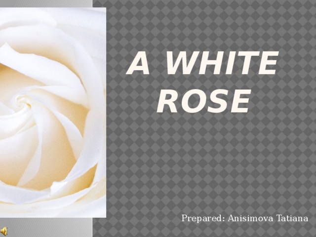 A White Rose Prepared: Anisimova Tatiana 