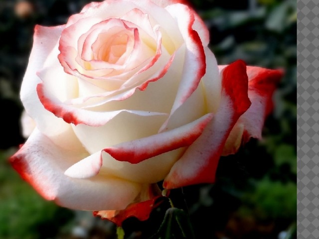 A White Rose (J B O'Reilly) Красная роза шепчет о страсти,  Белая – чуть дыша, говорит о любви.  Красное – сокол, белое – голубь,  Что в небе летают: горд и красив. Но я подарю тебе тот белый бутон,  Что с алой каемкой на всех лепестках.  Словно любовь, что светла и чиста,  С поцелуем мечты на губах. 