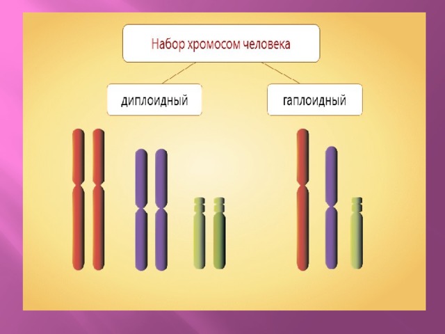 В половых клетках любого организма. Гаплоидный и диплоидный набор хромосом. Гаплоидный набор хромосом и диплоидный набор. Хромосомный набор диплоидных и гаплоидных. Гаплоидный набор хромосом.