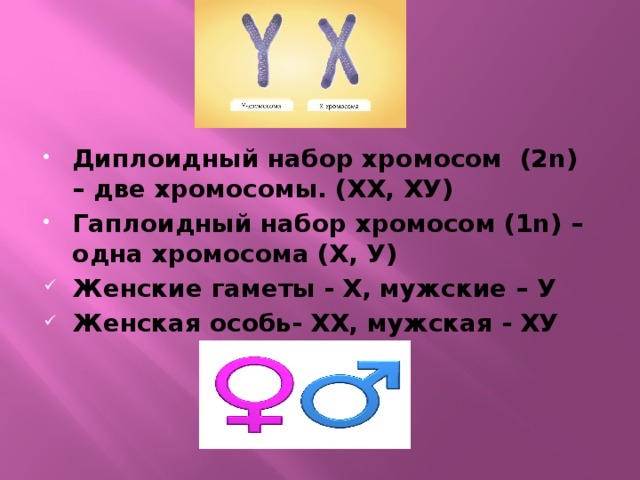 4 гаплоидный набор хромосом. Одинарный гаплоидный набор хромосом это. Галоидна ЯНАБОР Хромос. Набор хромосом гаплоид. Диплоидный набор и гаплоидный набор.