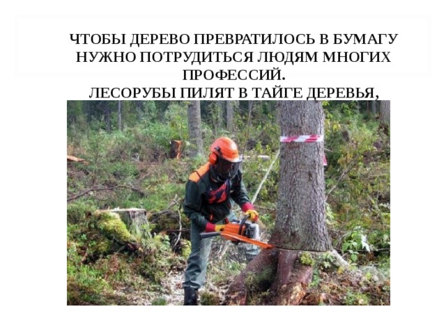 ЧТОБЫ ДЕРЕВО ПРЕВРАТИЛОСЬ В БУМАГУ НУЖНО ПОТРУДИТЬСЯ ЛЮДЯМ МНОГИХ ПРОФЕССИЙ.  ЛЕСОРУБЫ ПИЛЯТ В ТАЙГЕ ДЕРЕВЬЯ, 