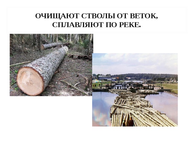 ОЧИЩАЮТ СТВОЛЫ ОТ ВЕТОК, СПЛАВЛЯЮТ ПО РЕКЕ. 