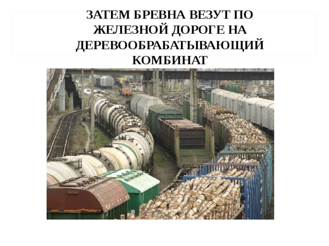 ЗАТЕМ БРЕВНА ВЕЗУТ ПО ЖЕЛЕЗНОЙ ДОРОГЕ НА ДЕРЕВООБРАБАТЫВАЮЩИЙ КОМБИНАТ 