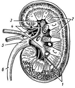 Почка в разрезе рисунок