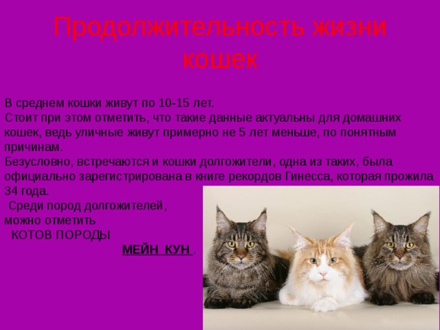 Сколько живут домашние кошки
22