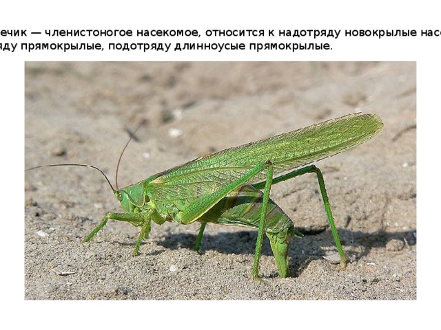 Интересное про кузнечиков