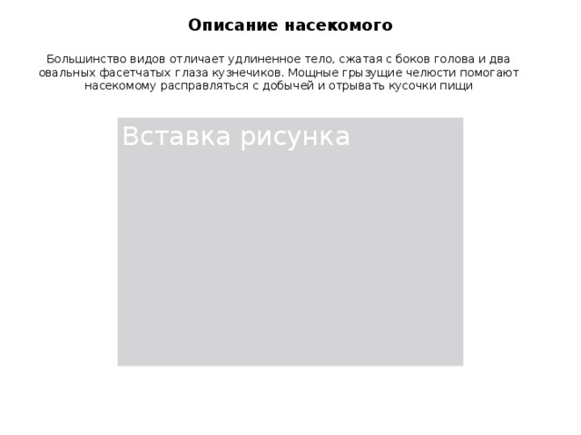 Описание насекомого Большинство видов отличает удлиненное тело, сжатая с боков голова и два овальных фасетчатых глаза кузнечиков. Мощные грызущие челюсти помогают насекомому расправляться с добычей и отрывать кусочки пищи 