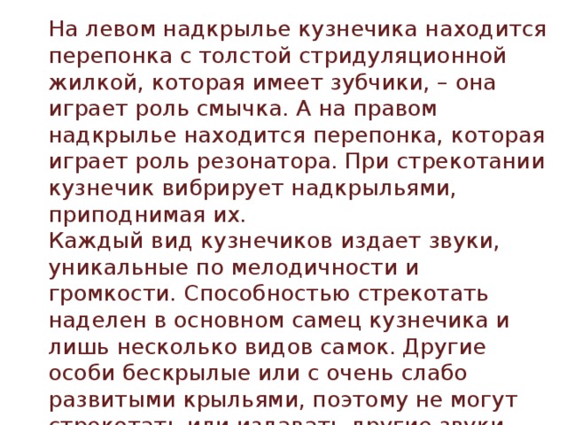 На левом надкрылье кузнечика находится перепонка с толстой стридуляционной жилкой, которая имеет зубчики, – она играет роль смычка. А на правом надкрылье находится перепонка, которая играет роль резонатора. При стрекотании кузнечик вибрирует надкрыльями, приподнимая их. Каждый вид кузнечиков издает звуки, уникальные по мелодичности и громкости. Способностью стрекотать наделен в основном самец кузнечика и лишь несколько видов самок. Другие особи бескрылые или с очень слабо развитыми крыльями, поэтому не могут стрекотать или издавать другие звуки. 
