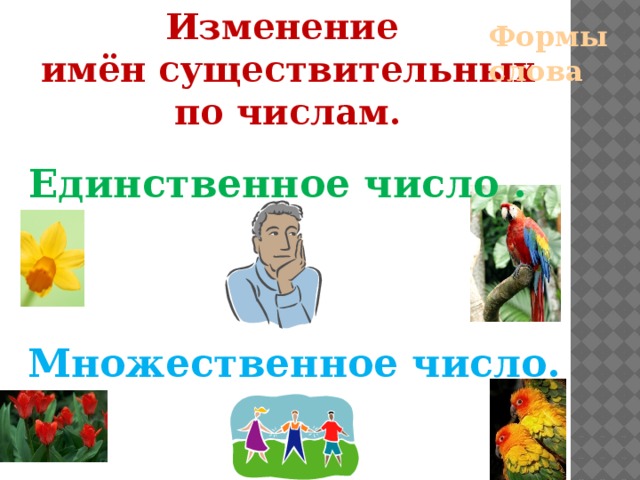 Изменение имён существительных по числам. Формы слова Единственное число . Множественное число. 