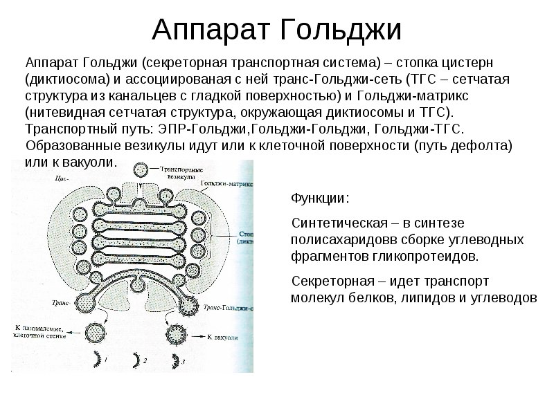 Функции аппарата. Аппарат Гольджи в клетке структура функции. Аппарат Гольджи строение и функции. Структура клетки аппарат Гольджи строение и функции. Аппарат Гольджи функции в клетке растений.