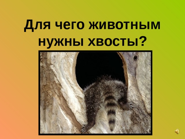 Для чего животным нужны хвосты? 