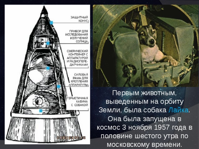 Первым животным, выведенным на орбиту Земли, была собака Лайка . Она была запущена в космос 3 ноября 1957 года в половине шестого утра по московскому времени. 