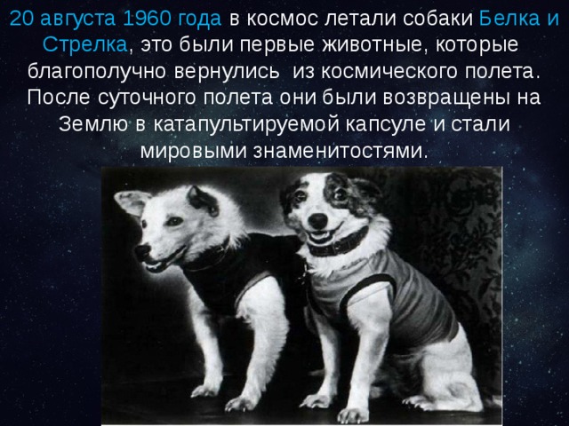 20 августа 1960 года в космос летали собаки Белка и Стрелка , это были первые животные, которые благополучно вернулись из космического полета. После суточного полета они были возвращены на Землю в катапультируемой капсуле и стали мировыми знаменитостями. 