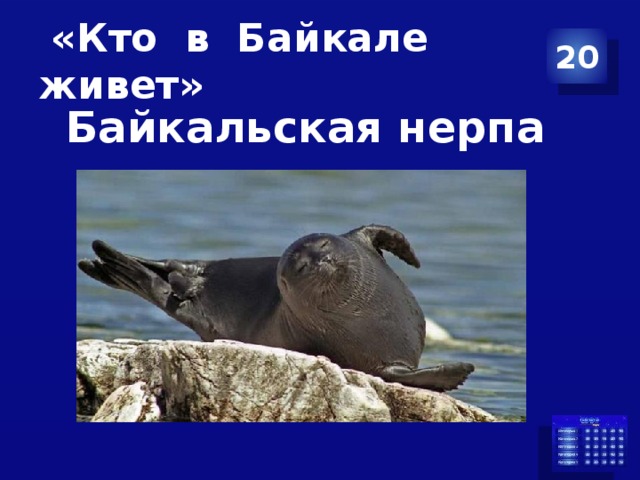 «Кто в Байкале живет» 20 Байкальская нерпа 