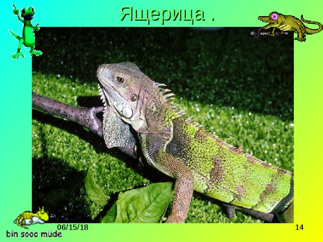 Ящерица . 
