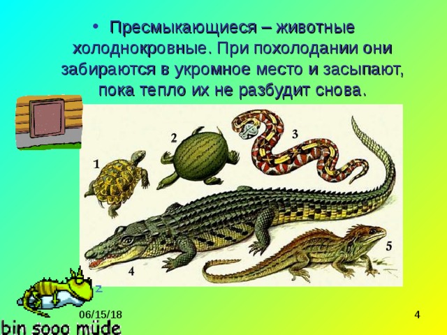 Пресмыкающиеся – животные холоднокровные. При похолодании они забираются в укромное место и засыпают, пока тепло их не разбудит снова. 