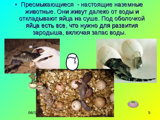 Пресмыкающиеся - настоящие наземные животные. Они живут далеко от воды и откладывают яйца на суше. Под оболочкой яйца есть все, что нужно для развития зародыша, включая запас воды. 