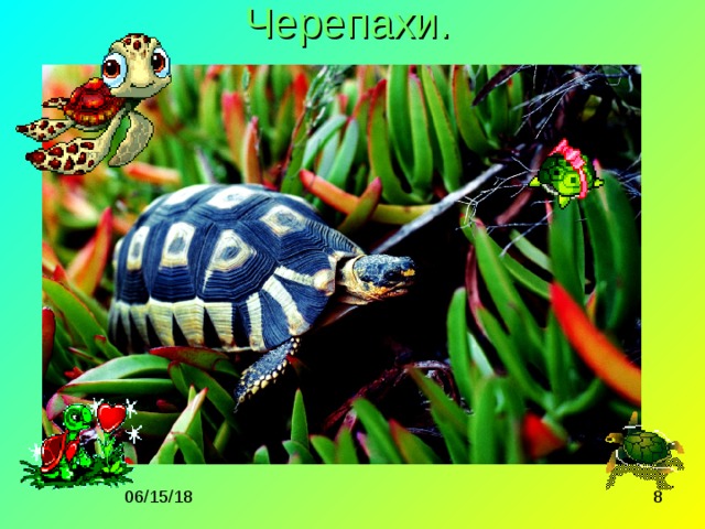 Черепахи. 