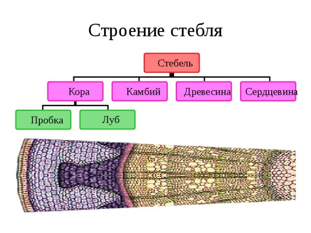 Строение стебля Такое количество функций, которые выполняет стебель, возможно только при сложном внутреннем строении. Вот наш микроскоп, а вот срез молодой ветки дерева. Рассмотрим ветку, которой 2-3 года. Смотрите, слушайте и запоминайте. Стебель взрослого растения состоит из следующих слоев клеток:  кора (состоит из пробки и луба);  камбий;  древесина;  сердцевина. 11 