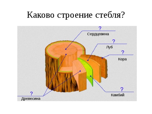 Каково строение стебля? Сердцевина Луб Кора Камбий Древесина 