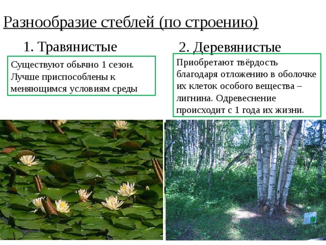 Деревянистый стебель. Травянистый и одревесневший стебель. Травянистые и деревянистые стебли. Типы стеблей травянистые и деревянистые. Разнообразие стеблей травянистые деревянистые.